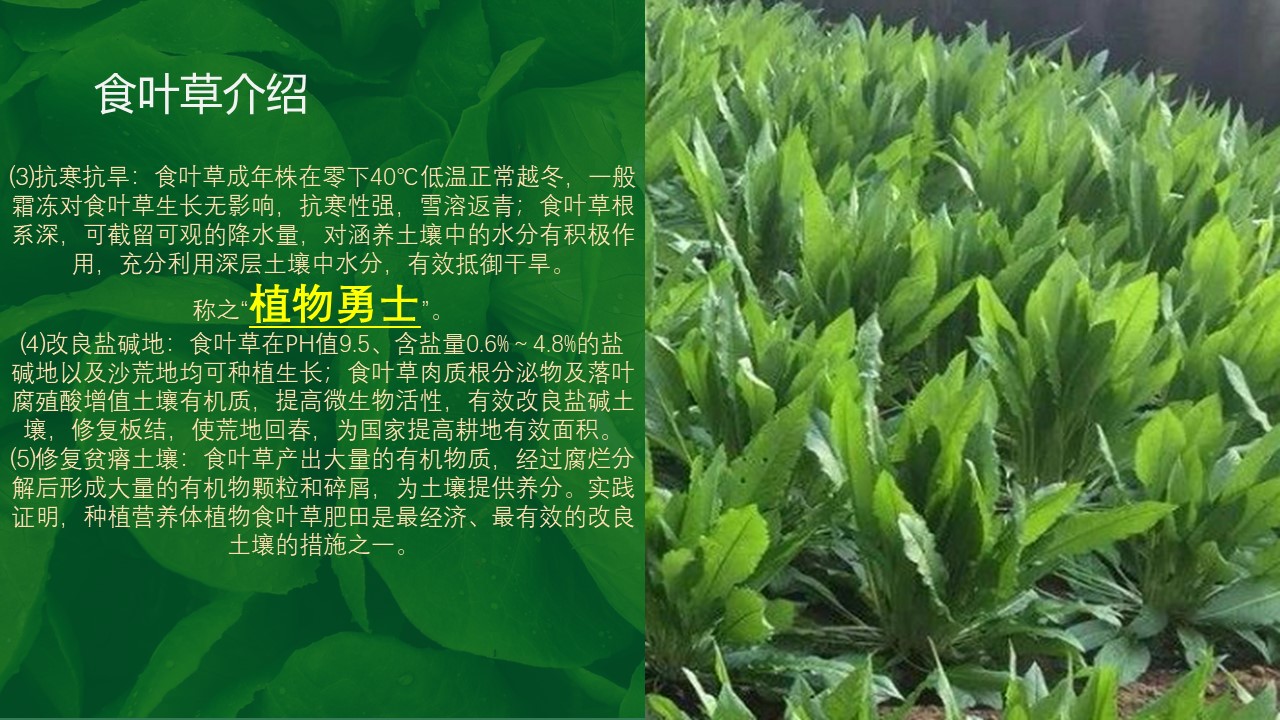 食叶草全产业链汇报 - 江苏坤象农业有限公司